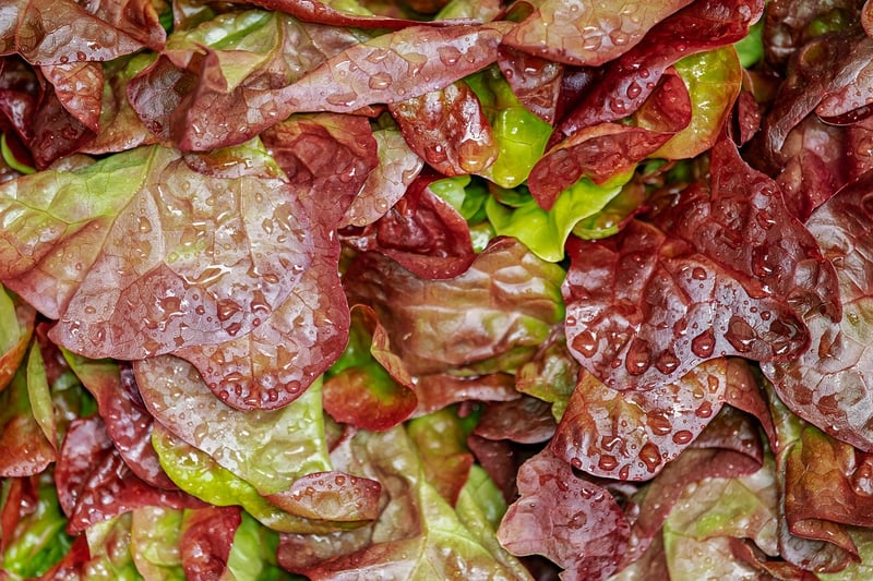 Salad Image